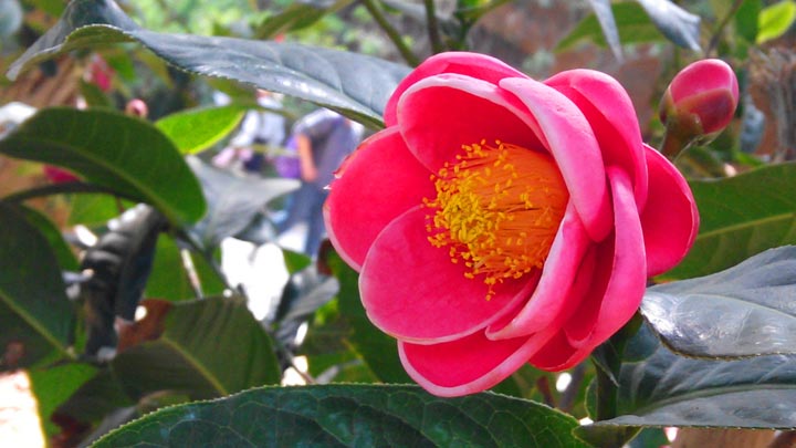 出的四季开花茶花新品种:夏梦玉兰,夏季宝塔,欢乐聚会以及夏梦吴娟