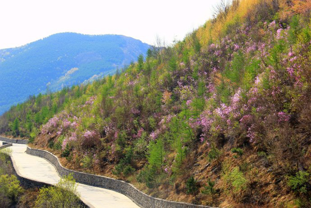 眼下正是百花山景区杜鹃花盛开时节,漫山遍野的杜鹃竞相开放,绚丽多姿,美不胜收。周末,假期,约上朋友或家人,到百花山,登山健身,赏野生杜鹃花海。 百花山,国家级自然保护区。坐落于群山环抱之中,山峰奇特连绵,分布众多野花野草以及珍贵动物。 这里四季如春,繁花似锦。总面积45000亩,森林覆盖率达96%以上,有着良好的自然环境,空气清新。 一路进山,道路甚好。百花山的独特在于,完全是盘山公路,一路的急转弯,俗称胳膊肘弯,风景都在路上,只是车技要好些。 百花山的春天,漫山遍野的杜鹃花,洋洋洒洒、恣意开放