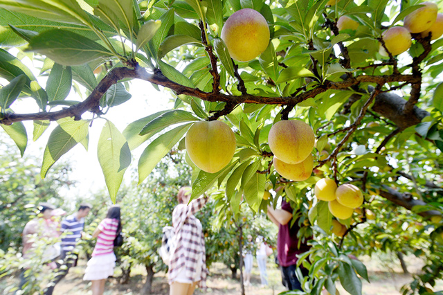 御皇李子节,万亩李子等您摘_李子文化园攻略