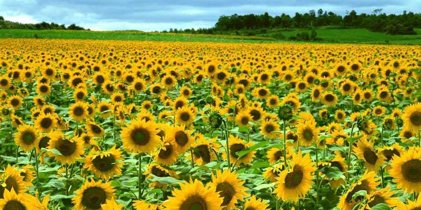 葵花色彩_向日葵姑娘简笔画彩色_彩色向日葵-圈子花园图片